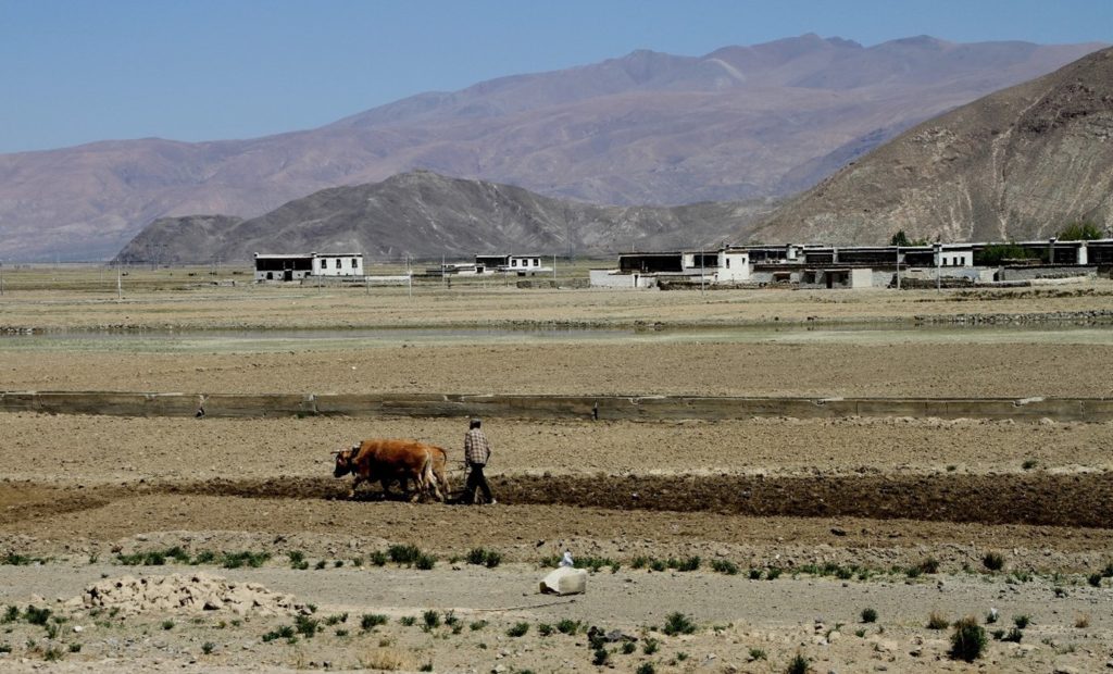 Feldarbeit mit Ochsen in Tibet